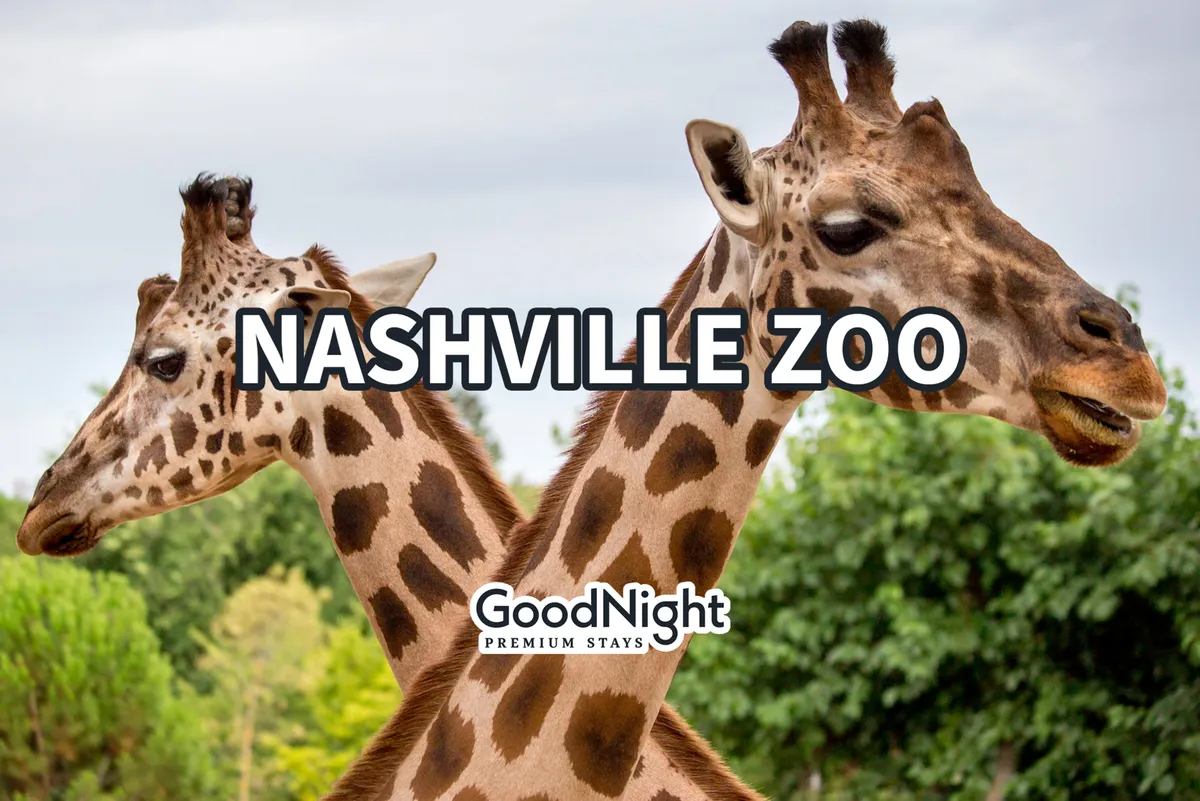 This image features two giraffes at the Nashville Zoo, capturing a fun and interactive moment that families are likely to enjoy. The giraffes stand in a well-maintained outdoor enclosure, inviting visitors to observe and photograph them up close. The scene is lively and joyful, perfectly encapsulating the excitement of a day spent at the zoo.
